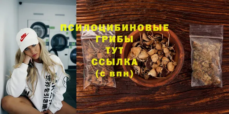 купить   Воркута  Псилоцибиновые грибы Cubensis 